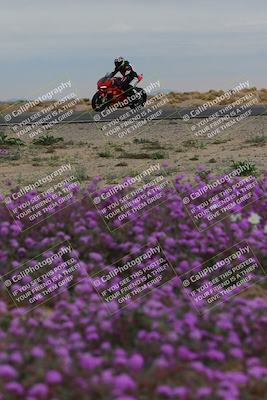 media/Jan-14-2023-SoCal Trackdays (Sat) [[497694156f]]/Turn 14 Exit Bloomig (145pm)/